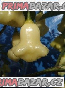 Chilli Aji white fantasy – fotografie 1