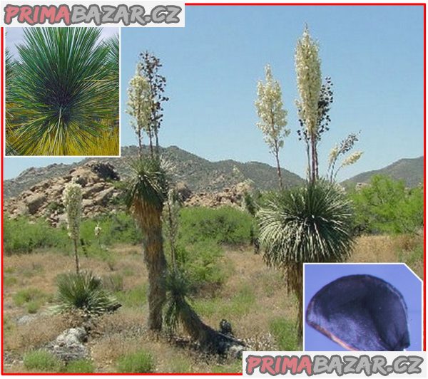 Yucca Elata - semena