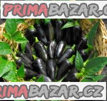 Chilli Black Hungarian Balení obsahuje 10 semen