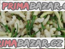 Chilli Aribibi Gusano Balení obsahuje 10 semen