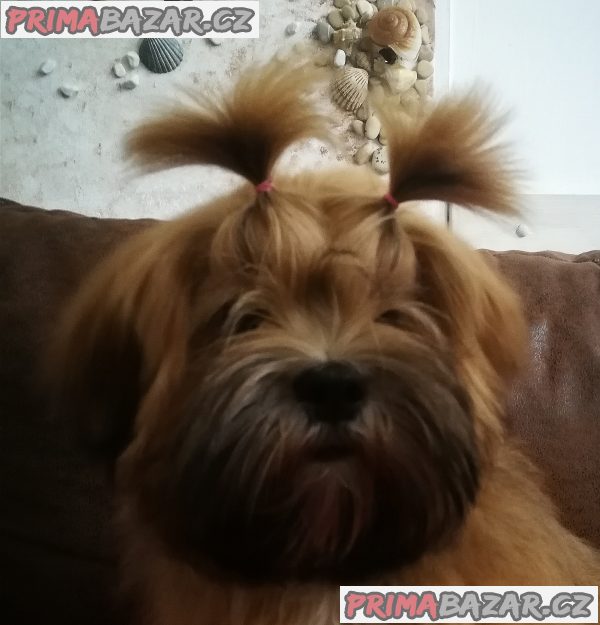 Lhasa Apso – fotografie 3