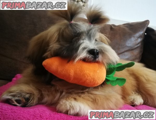 Lhasa Apso – fotografie 5
