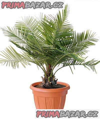 Palma Jubaea chilensis Balení obsahuje 1 semeno