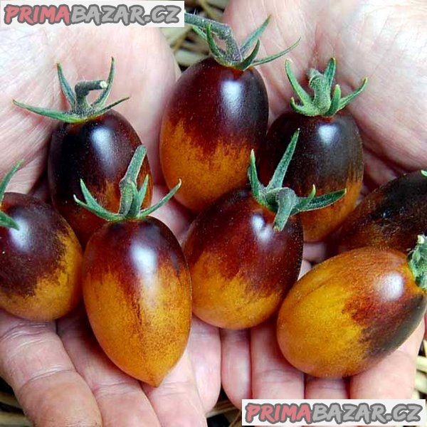 Rajče Indigo Kumquat Balení obsahuje 10 semen