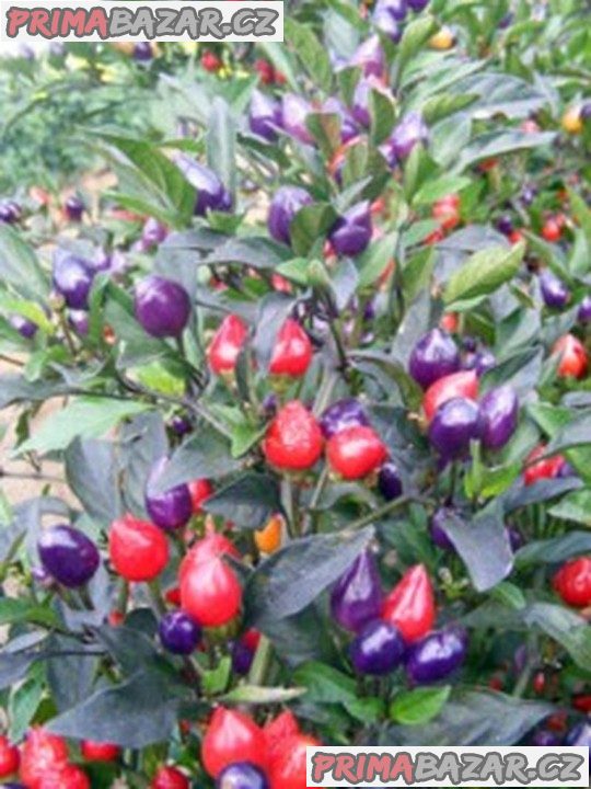 Chilli Numex Centenial