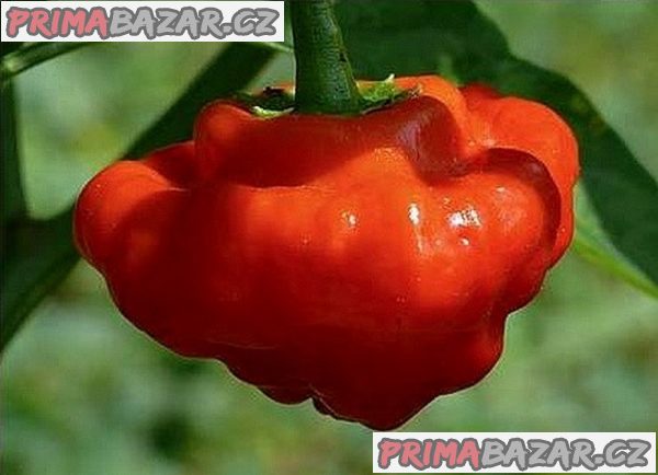 semena chilli paprik Mushroom red
