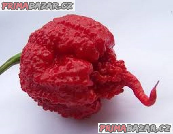 semena chilli paprik Carolina Reaper