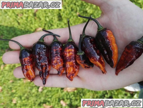 semena chilli paprik Hallows Eve