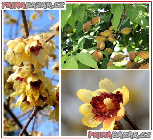 Chimonanthus Praecox - semena