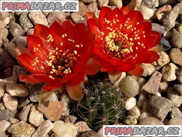 kaktus Lobivia haematantha var. chorinosensis R 157