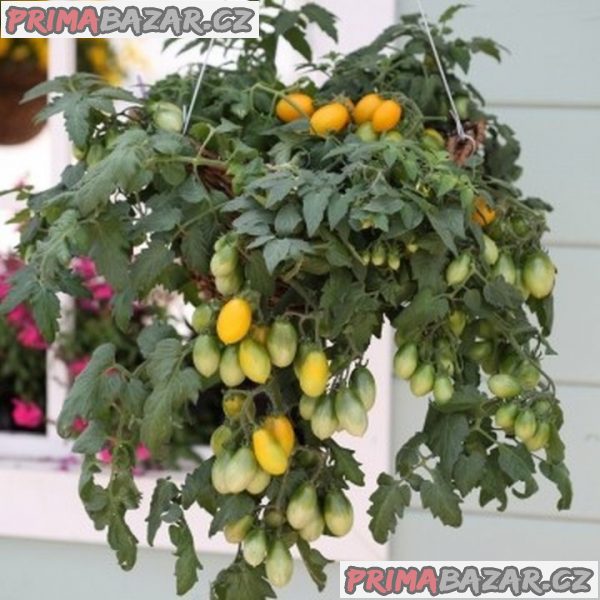 semena rajčat Pear Drops