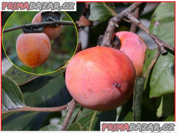 Diospyros Virginiana - stratifikovaná semena
