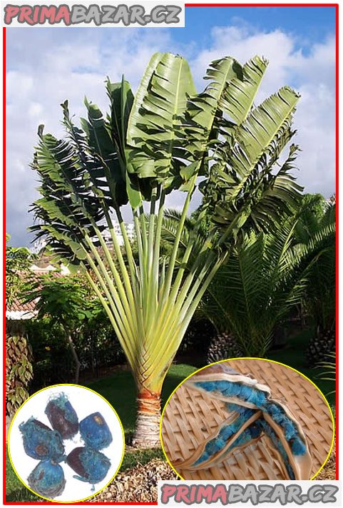 Ravenala Madagascariensis - Palma poutníků - semena