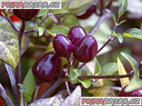 Paprička Chilli Filus Blue - semena