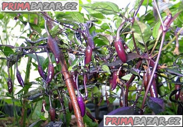 Chilli fluorescent purple  - semena