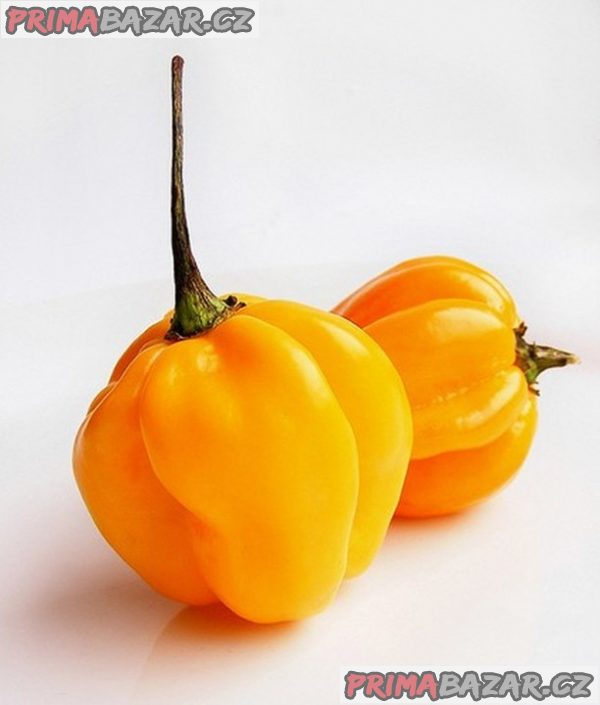 Chilli Habanero Madame Jeanette Yellow