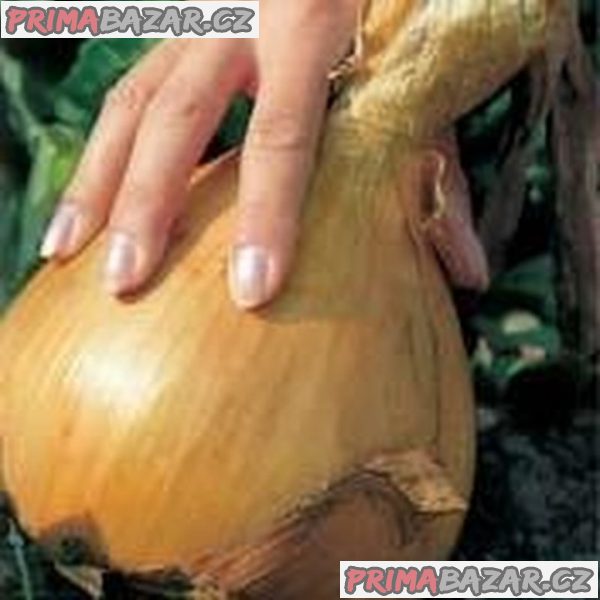 Cibule „Globo“
