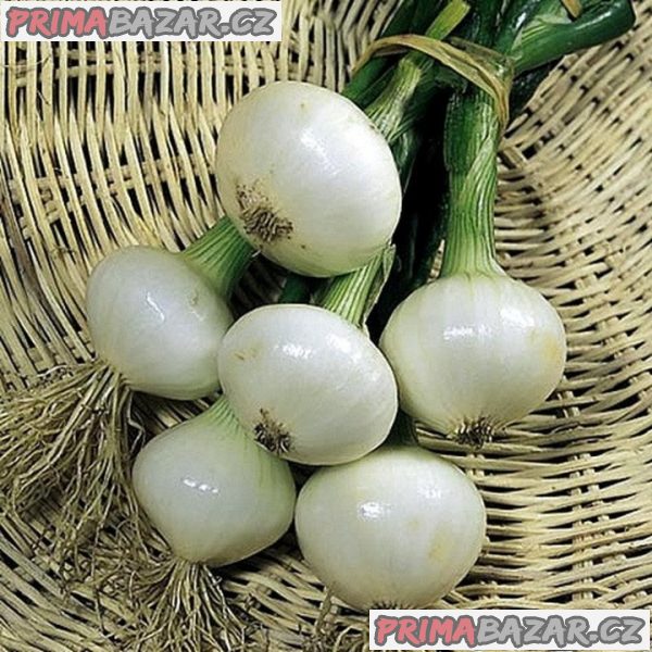 Cibule „White Lisbon“
