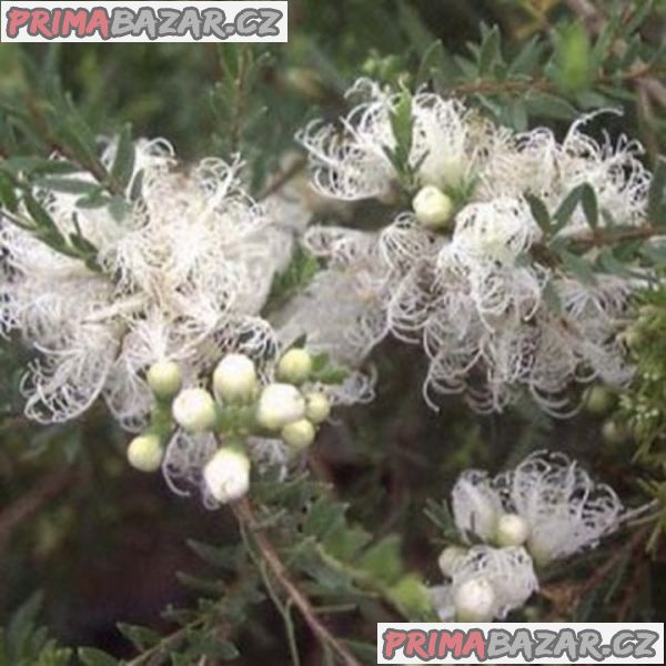 semena Melaleuca Alternifolia