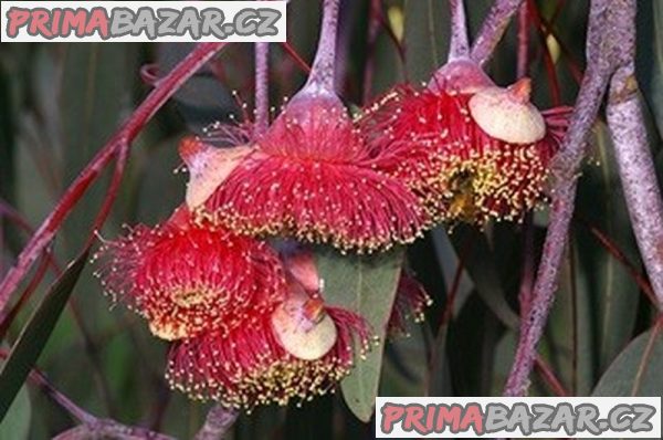 semena Eucalyptus Caesia