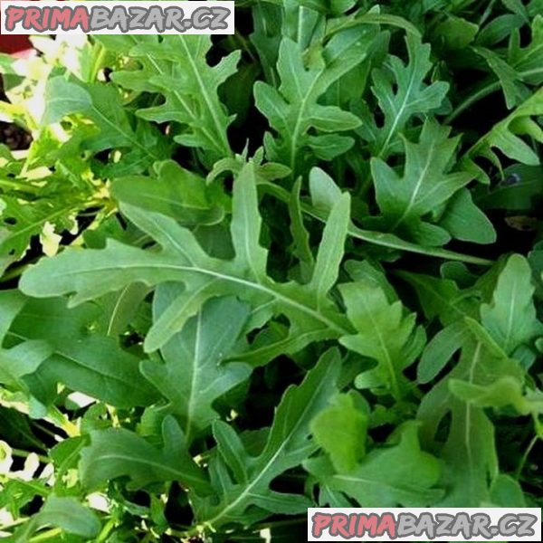 semena Rucola da orto