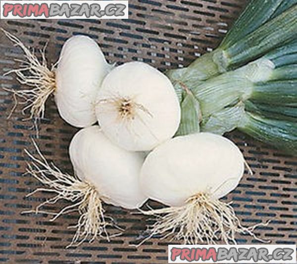 semena cibule Aprilatica San Michele