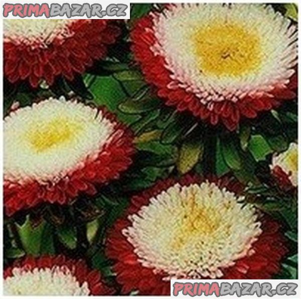 semena Astra čínská Pompon red and White