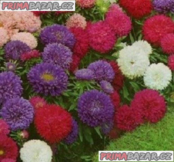 semenena Astra čínská Colour carpet