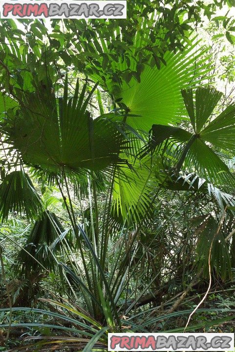 naklíčená semena palma Livistona speciosa