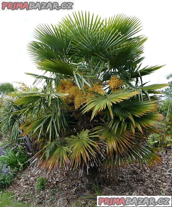 naklíčená semena palma Trachycarpus fortunei