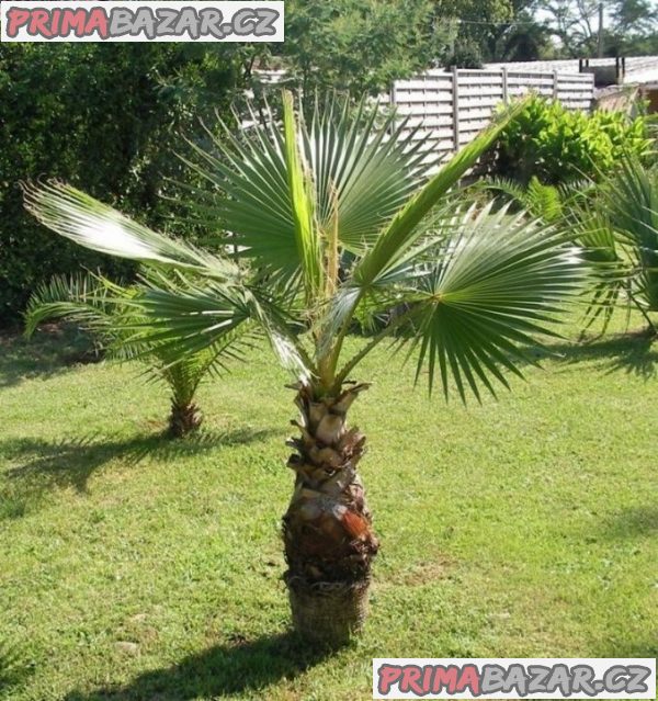 naklíčená semena palma Washingtonia robusta