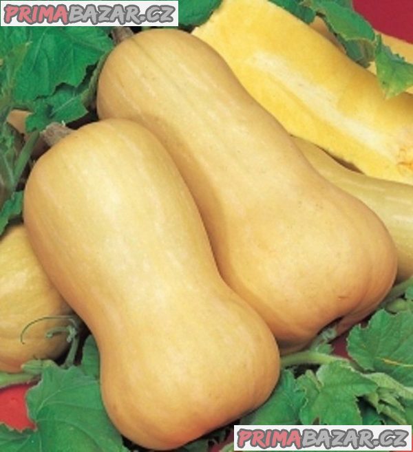 semena Tykev muškátová Butternut