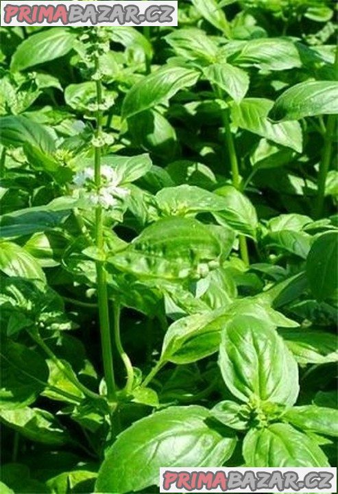 semena Bazalka pravá citronová