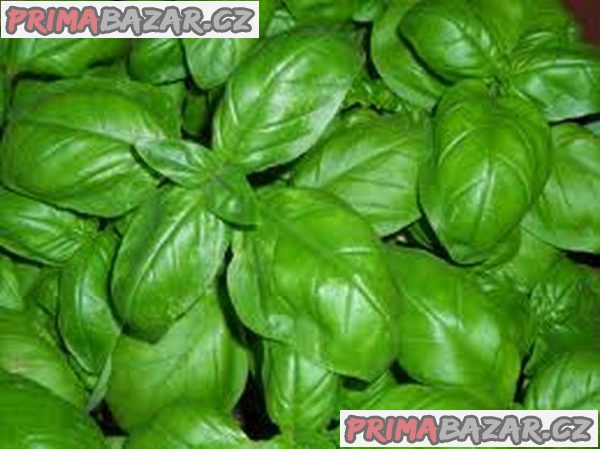 semena Bazalka Fino Verde