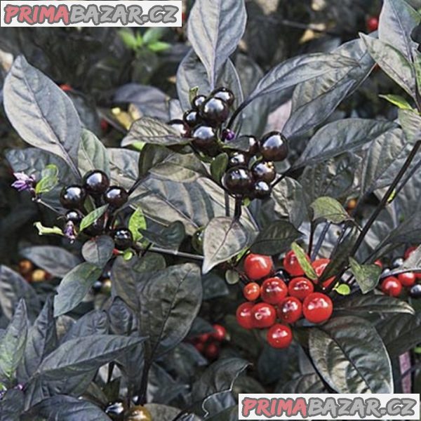 Chilli Black Pearl