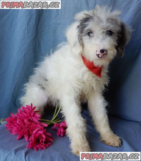 beautiful Poochon puppies – fotografie 2