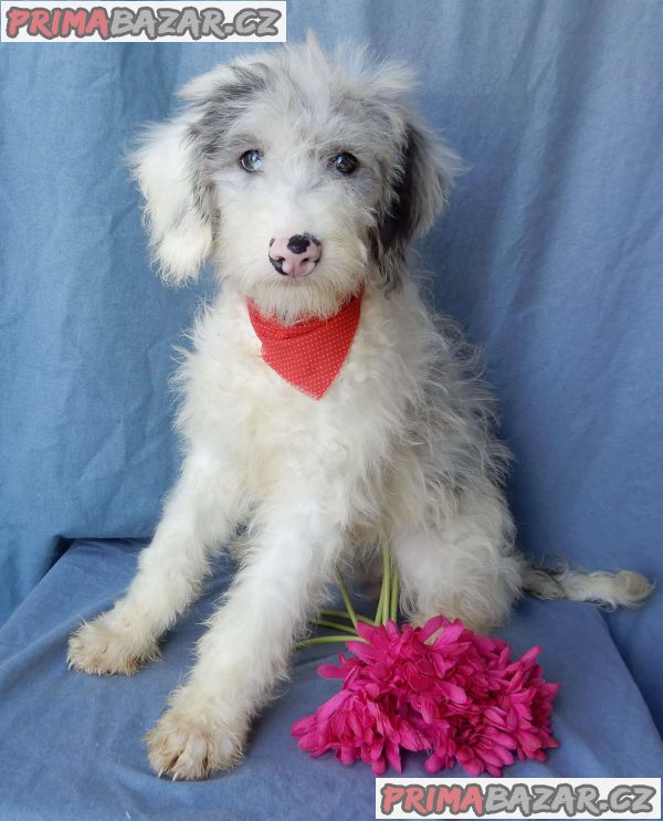 beautiful Poochon puppies – fotografie 3