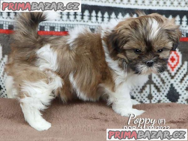 Gorgeous Shih Tzu – fotografie 5