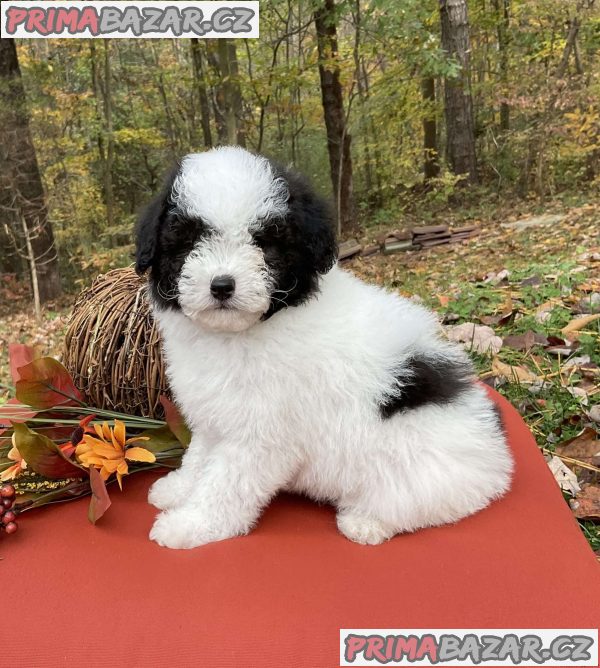 TOY POODLE PUPPIES – fotografie 3