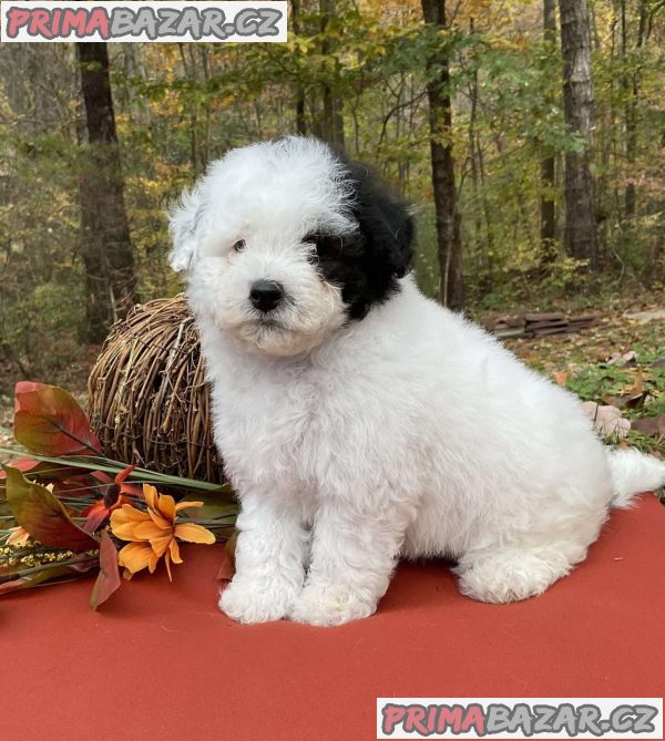 TOY POODLE PUPPIES – fotografie 4