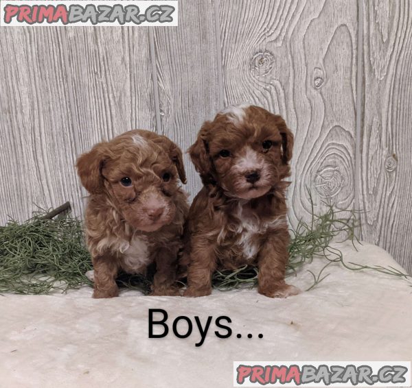 Poodle Puppies – fotografie 2