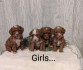 Poodle Puppies