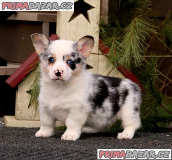 Well Trained Pembroke Welsh Corgi Puppies – fotografie 1