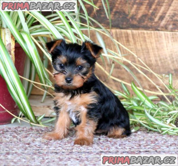 Registered Yorkshire Puppies For Re-Homing – fotografie 1
