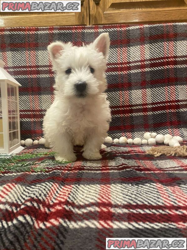 West Highland Terrier Puppies. – fotografie 3