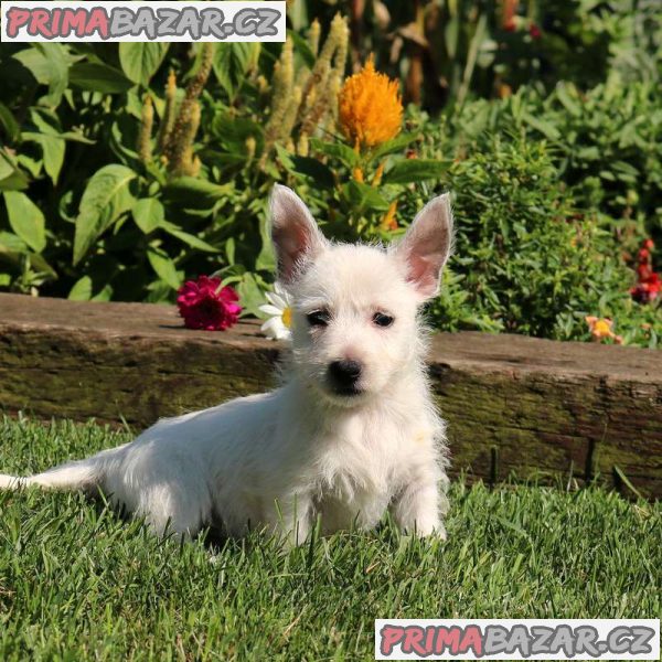 West Highland Terrier Puppies. – fotografie 4