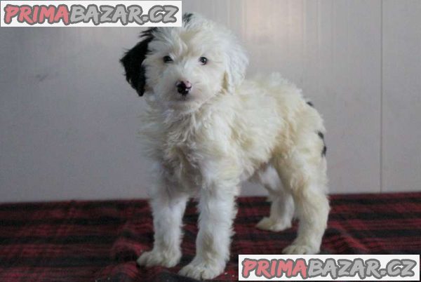 Sheepadoodle Puppies – fotografie 4