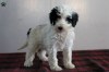 Sheepadoodle Puppies