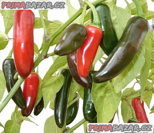 chilli Jalapeňo Mild