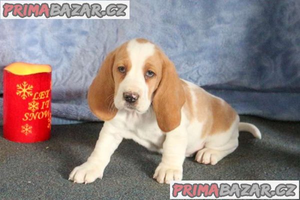 Beautiful Basset Hound Puppies for sale K.C REG